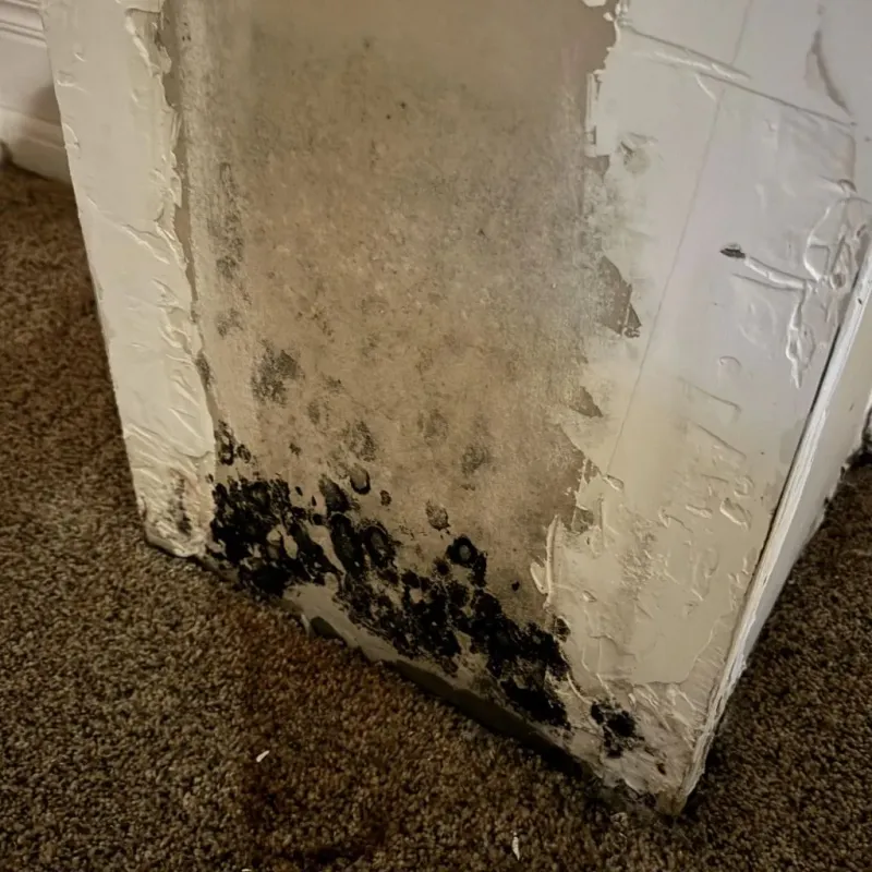 Professional Mold Removal in Hot Springs National Park, AR